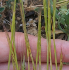Festuca ambigua