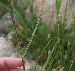 Lolium rigidum