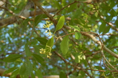 Daphnopsis americana