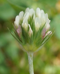 Trifolium leucanthum