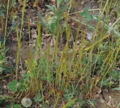 Festuca ambigua