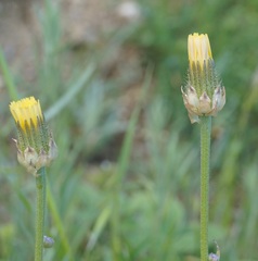 Crepis alpina