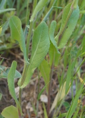 Crepis alpina