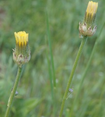Crepis alpina