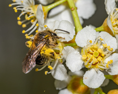 Andrena crataegi