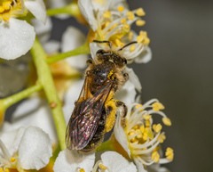 Andrena crataegi