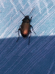 Poecilus cupreus