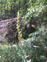 Linaria nivea
