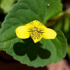 Viola pubescens