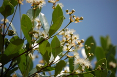Eugenia acapulcensis