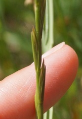 Lolium rigidum