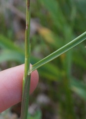 Lolium rigidum