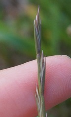 Lolium rigidum