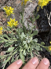 Physaria bellii