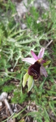 Ophrys bertolonii bertolonii