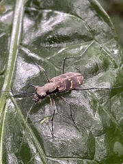 Hipparidium interruptum