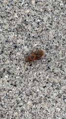 Arocatus melanocephalus