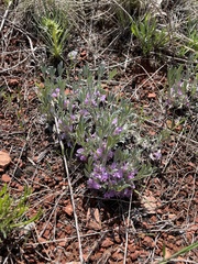 Astragalus tridactylicus