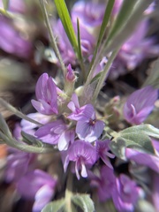 Astragalus tridactylicus