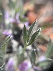 Astragalus tridactylicus