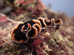 Pseudobiceros hancockanus