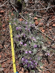 Astragalus tridactylicus