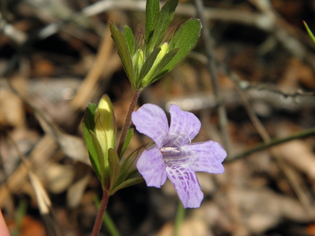Dyschoriste oblongifolia