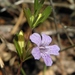 Dyschoriste oblongifolia - Photo (c) Jason Sharp, algunos derechos reservados (CC BY-NC-SA), uploaded by SharpJ99