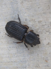 Odontotaenius