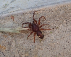 Asagena americana