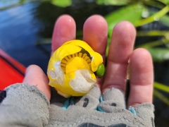 Nuphar sagittifolia
