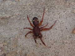 Asagena americana