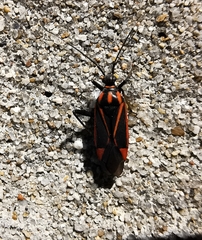 Hadrodemus noualhieri