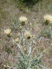 Cirsium cymosum