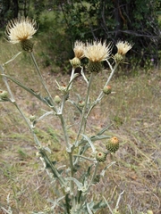 Cirsium cymosum