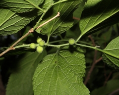 Celticecis oviformis