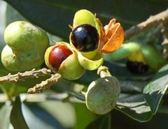 Matayba oppositifolia