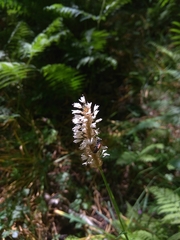 Bistorta officinalis