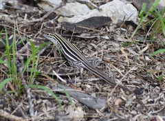 Aspidoscelis laredoensis