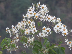 Montanoa bipinnatifida