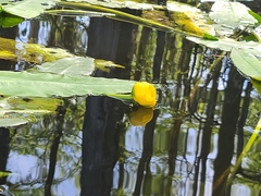 Nuphar sagittifolia