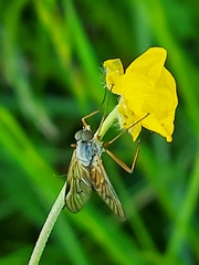 Rhagio vitripennis