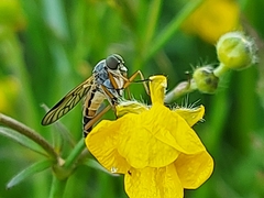 Rhagio vitripennis