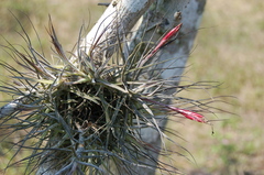 Tillandsia schiedeana