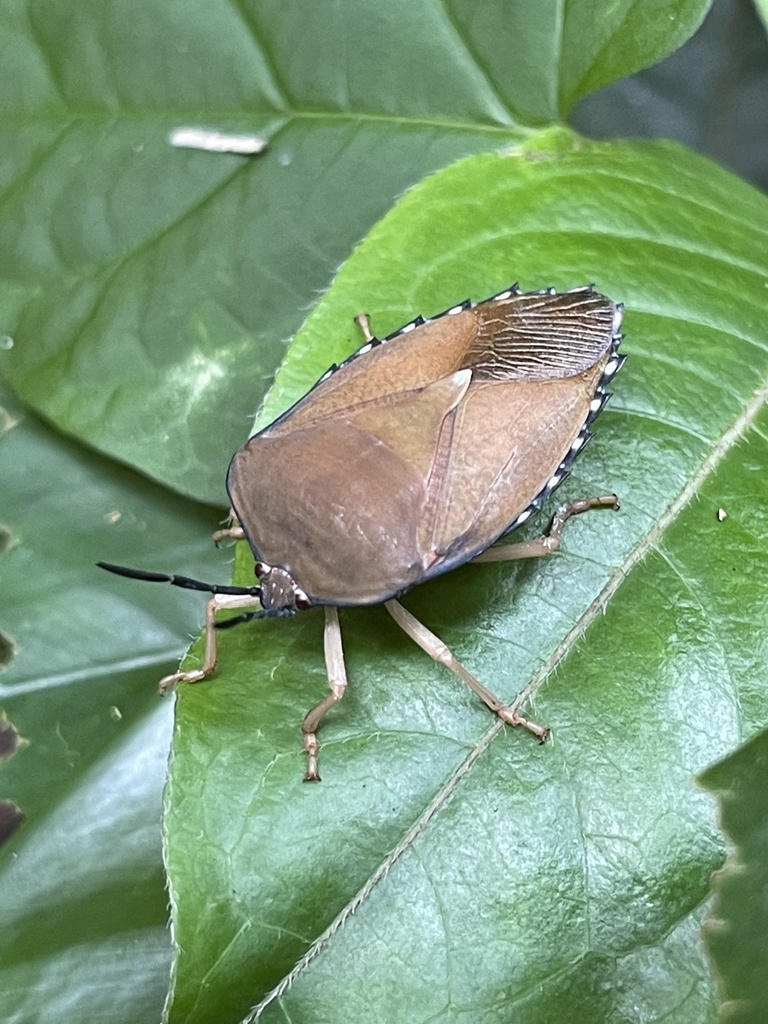 Tessaratoma indicta