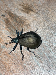 Metallonotus physopterus