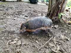 Cabassous unicinctus