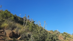 Euphorbia triangularis