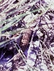 Heloderma suspectum suspectum