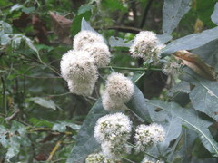 Critonia quadrangularis